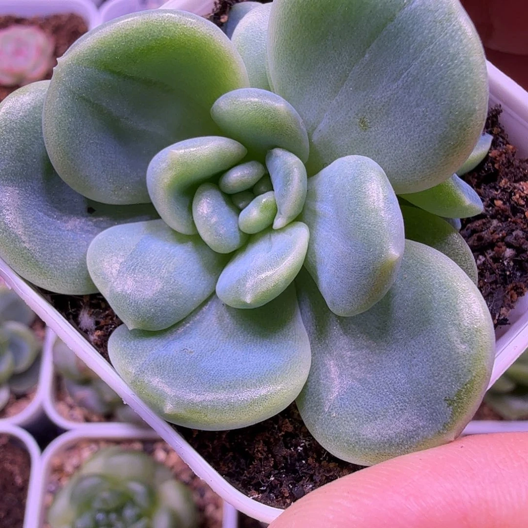 奶油财富c33叶插苗一物一拍