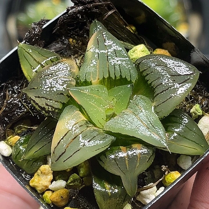 95丸叶红纹锦头家多肉十二卷