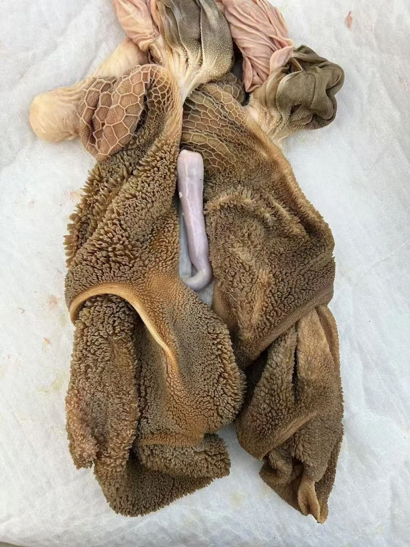 农村散养散喂萧县小山羊