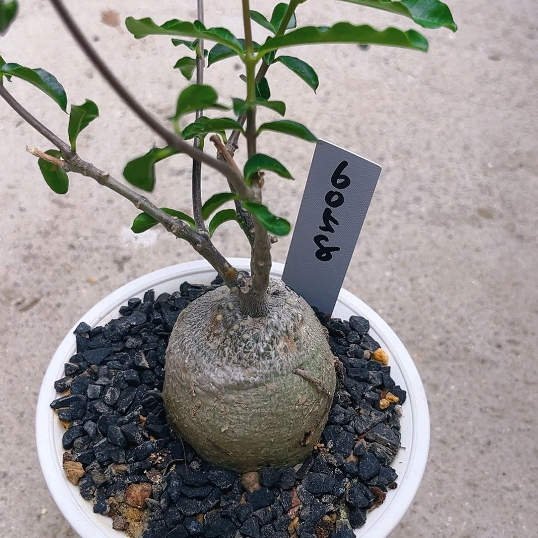 火星人6058号矮墩圆润款