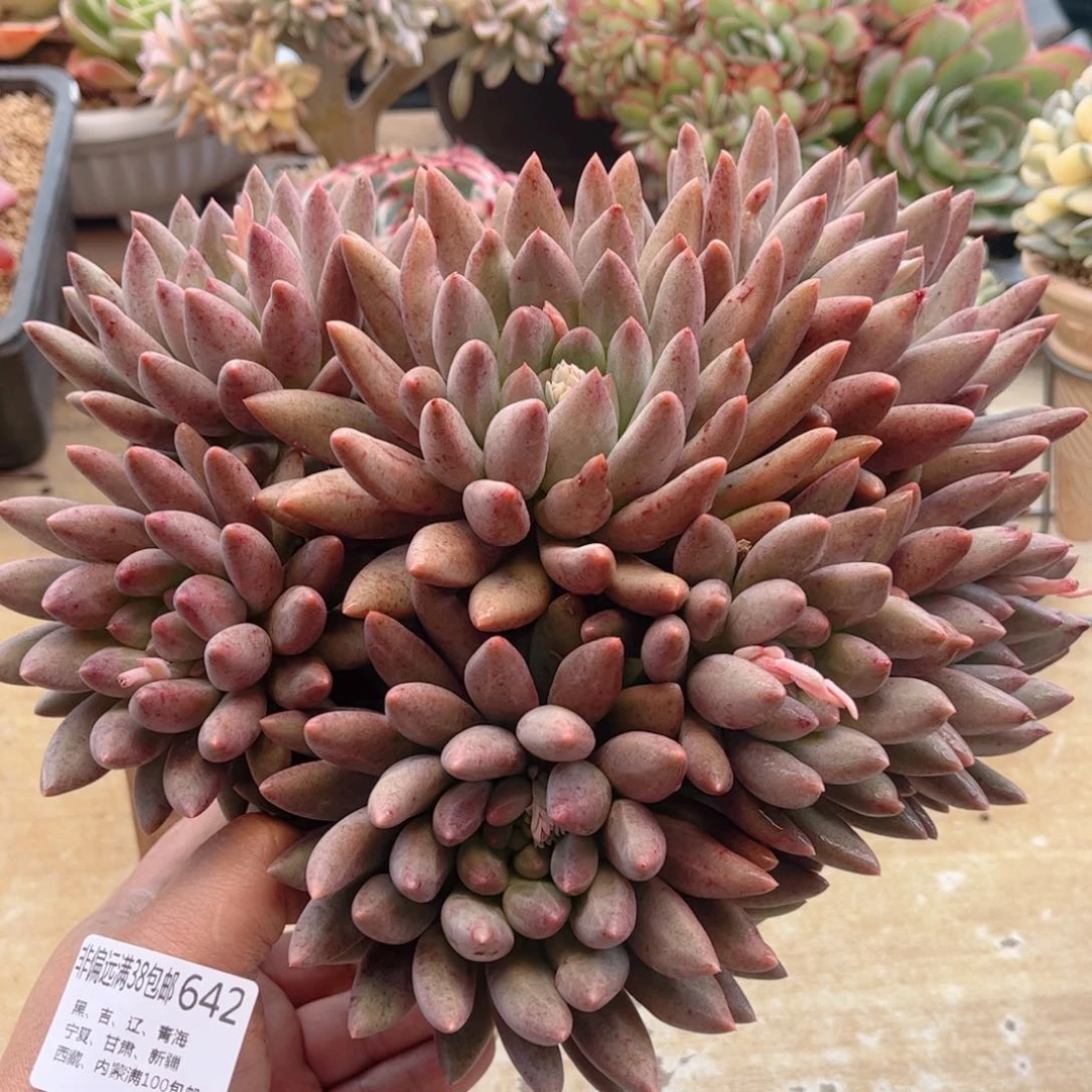 642胖体水晶球德华多肉