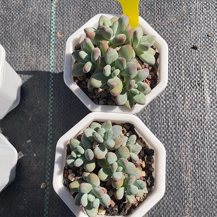苹果美人多肉植物50