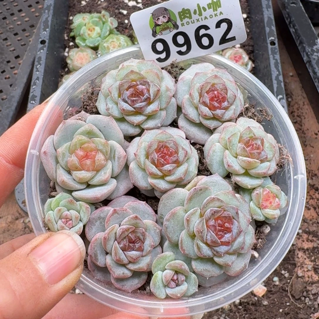 多肉植物多肉植物