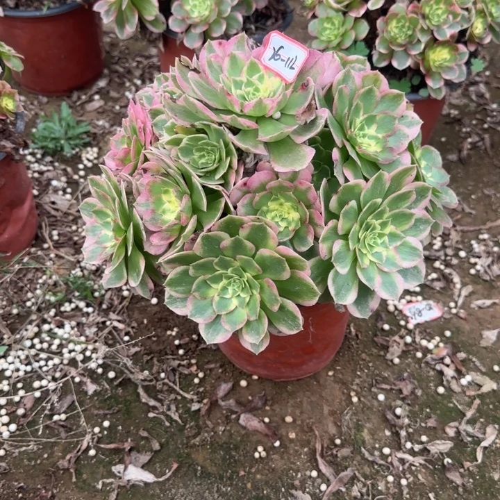 26-112海鲜多肉不包断肢