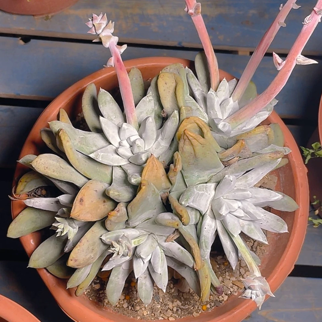 【闪购商品】吾*拇指拇指