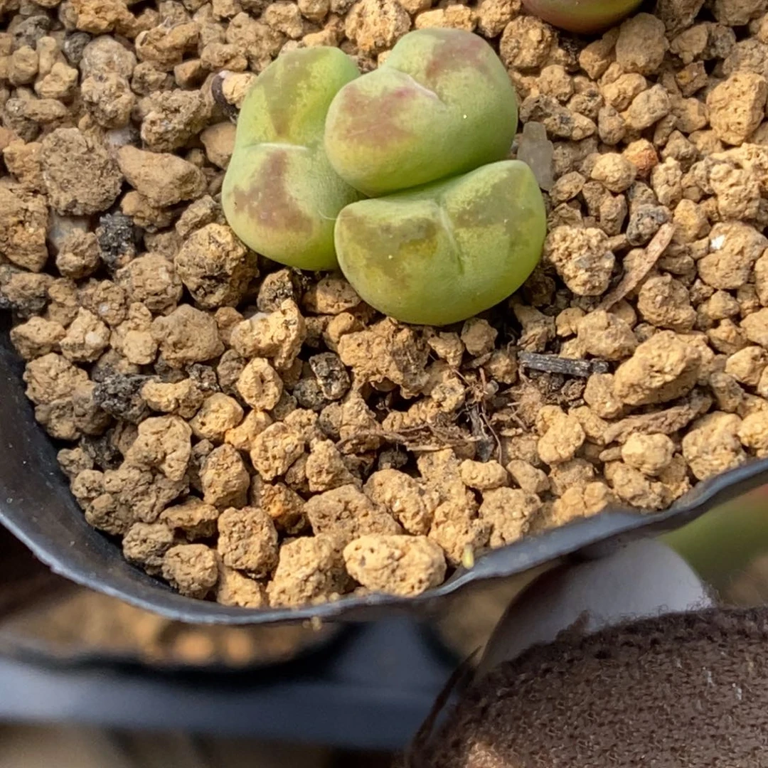 多肉植物肉锥杂交K-4766