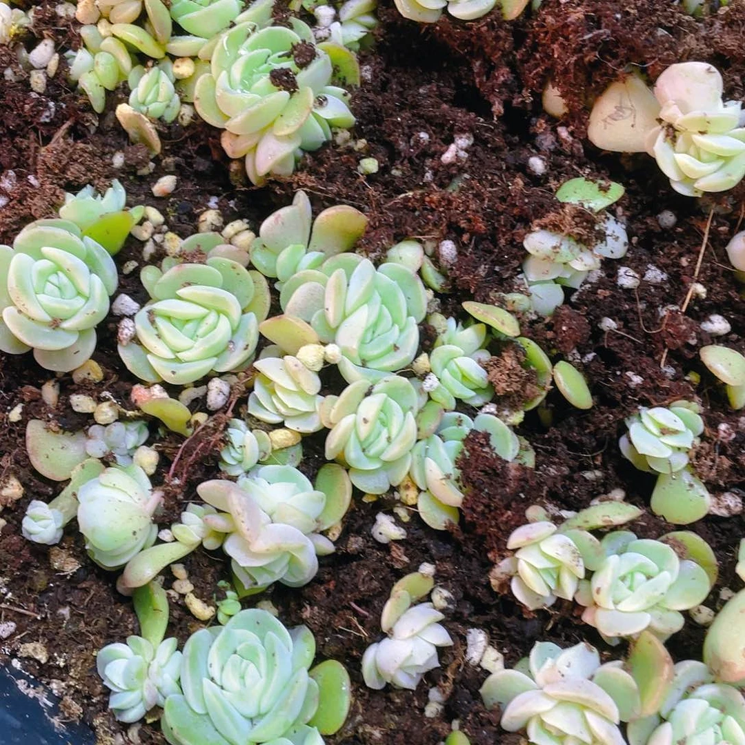 良辰盆一个满25包邮