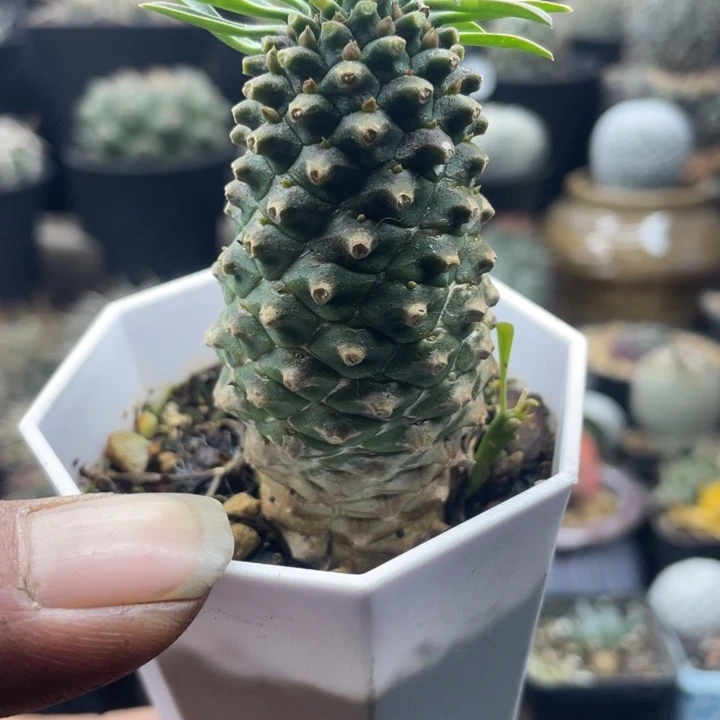 铁甲麒麟一颗包邮