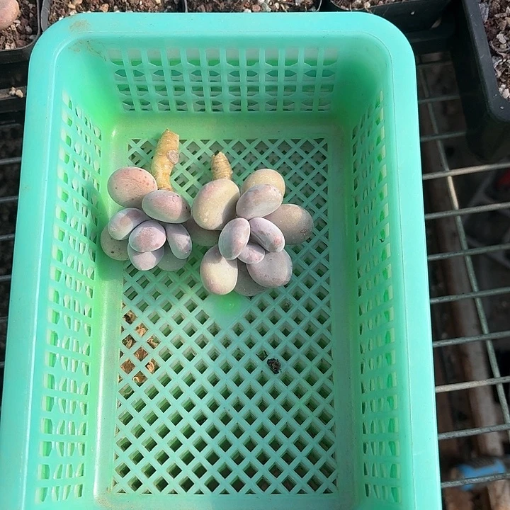 ?****c b c c x x f f g 337