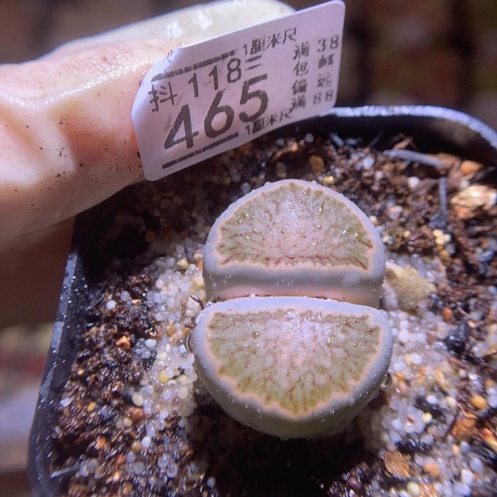 精品生石花118.465