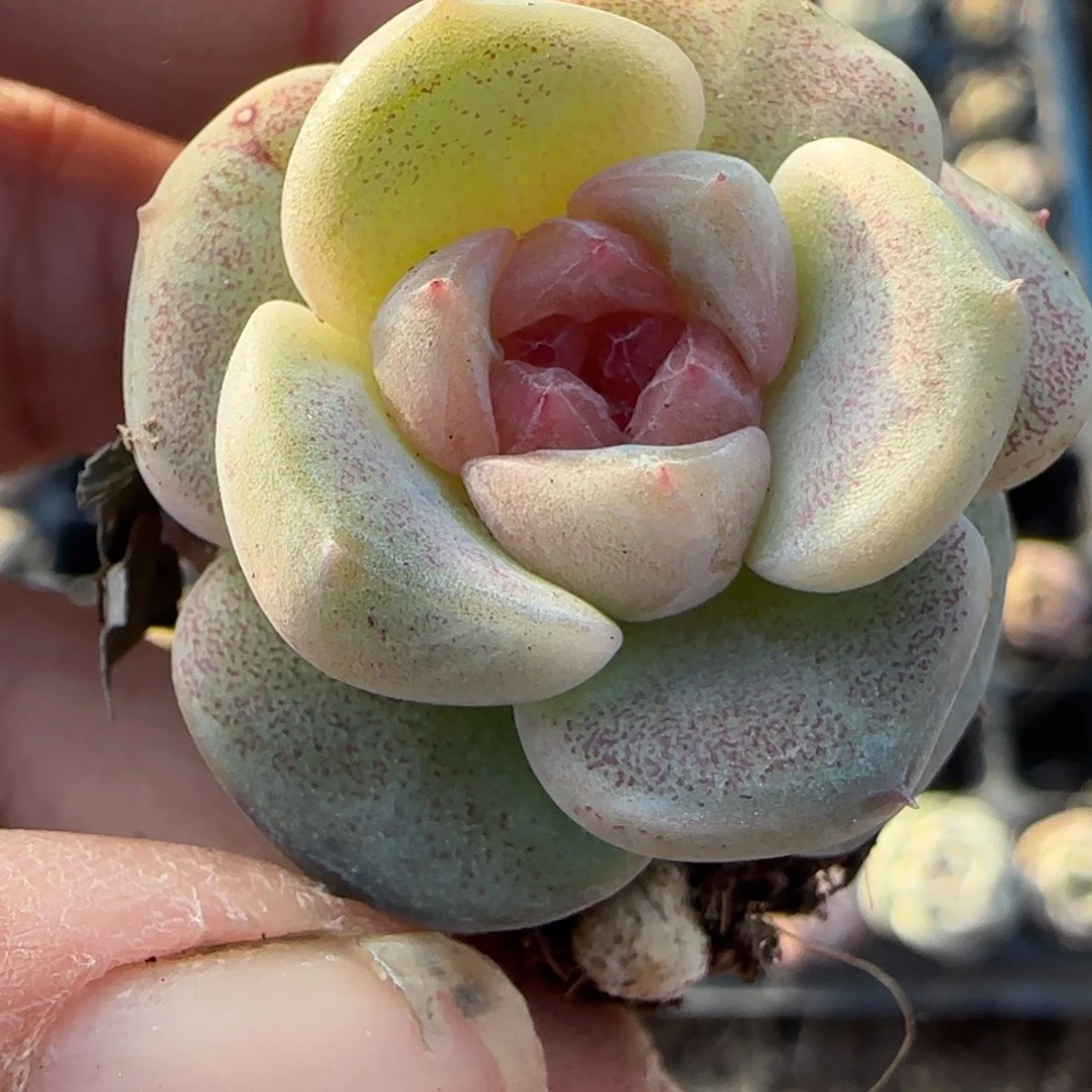 多肉小卡拉米糖心一物一拍