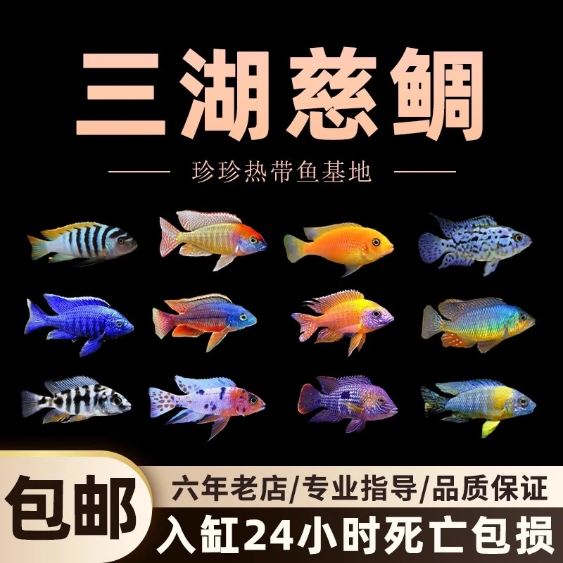 三湖慈鲷鱼观赏鱼马鲷混养活体鱼非洲王子群游小型热带鱼淡水鱼苗