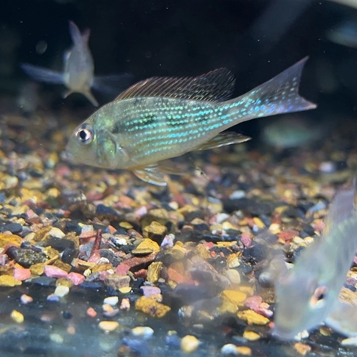 慈鲷5-5.5厘米荧光绿关刀1只