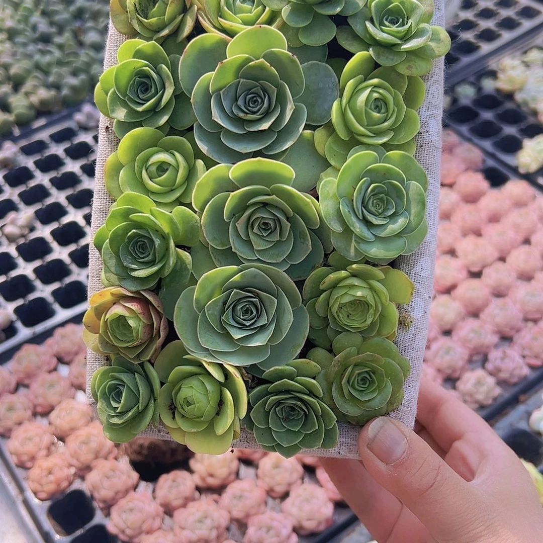 大*大方框带17朵玫瑰多肉