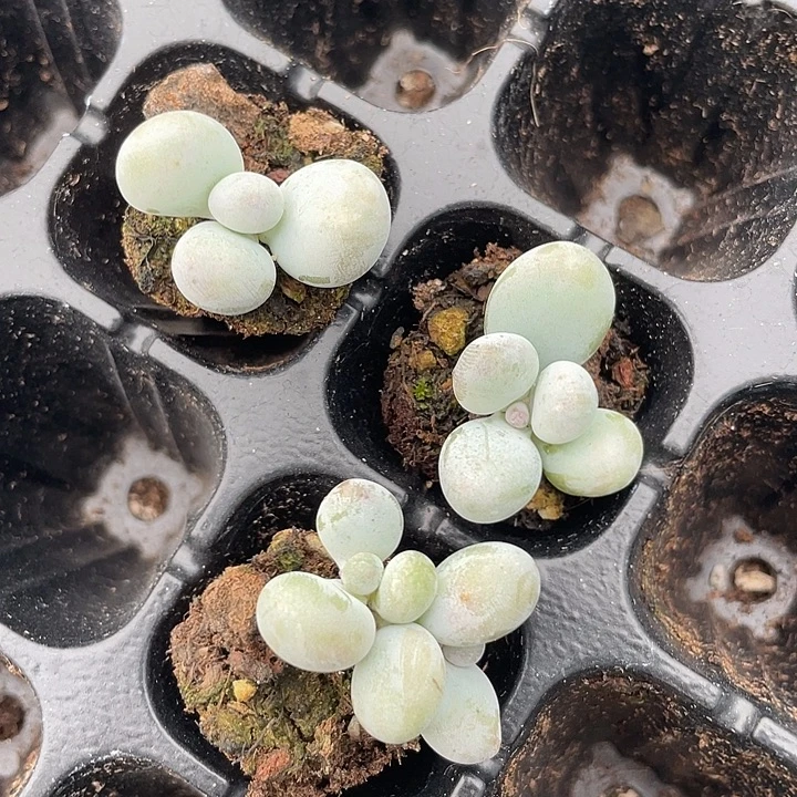 水光针奶发3颗满18包邮