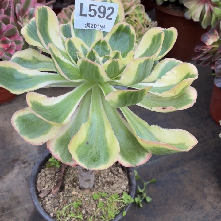 瑞妈多肉植物592.
