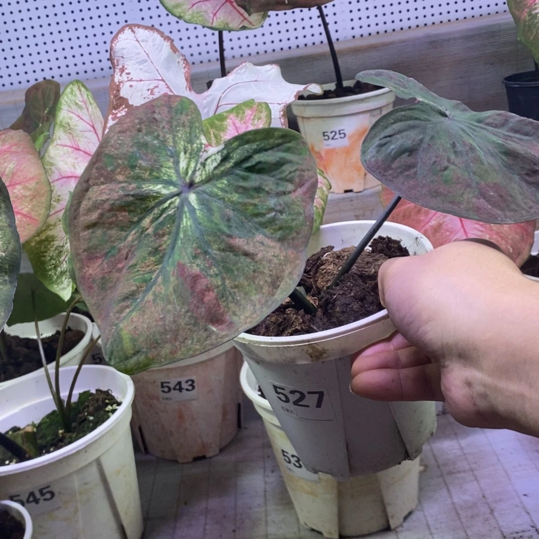 【闪购商品】不开花植物海王个体527