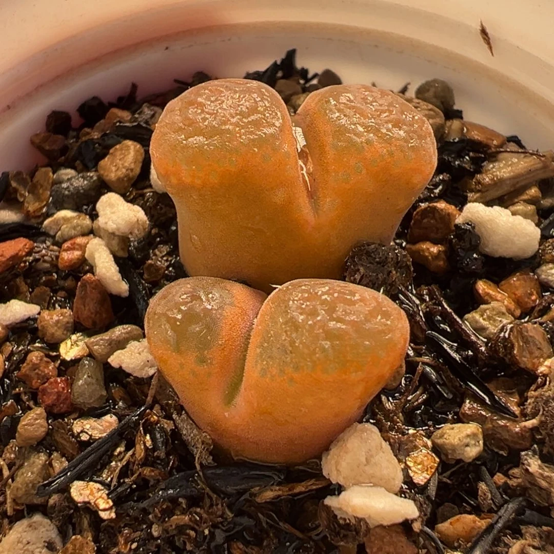 024多肉植物种类多样