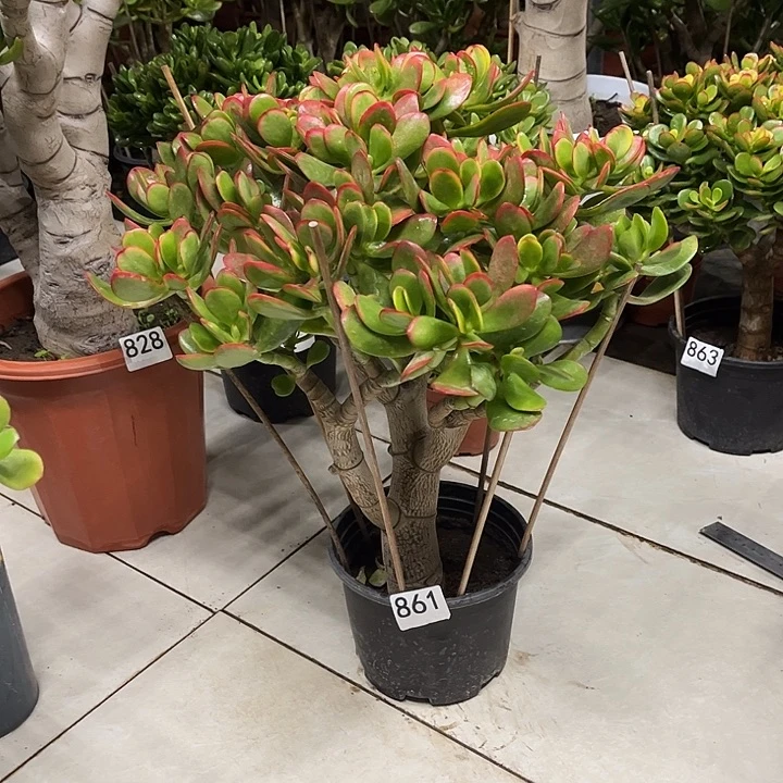 彩玉树花月独杆老桩