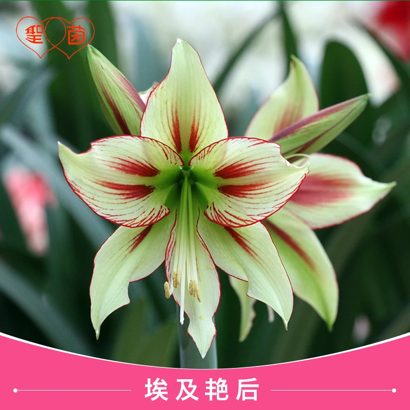 圣茵进口朱顶红 埃及艳后 易活球根花卉多年生阳台植物