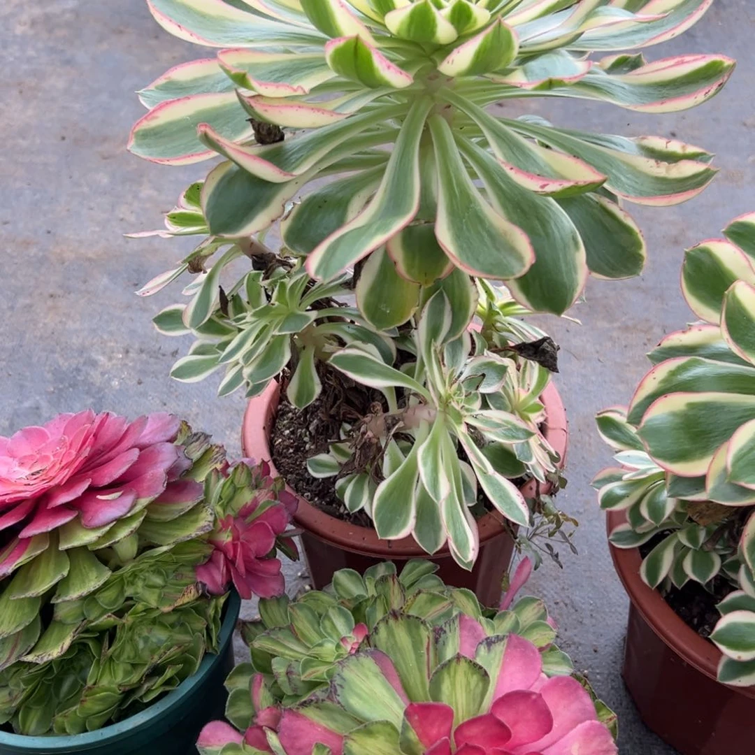 57青莲多肉植物系