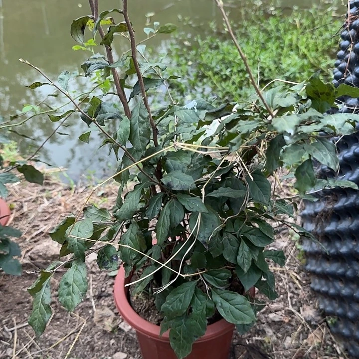 陈***坤无花朵老鸦柿红满天原生包邮