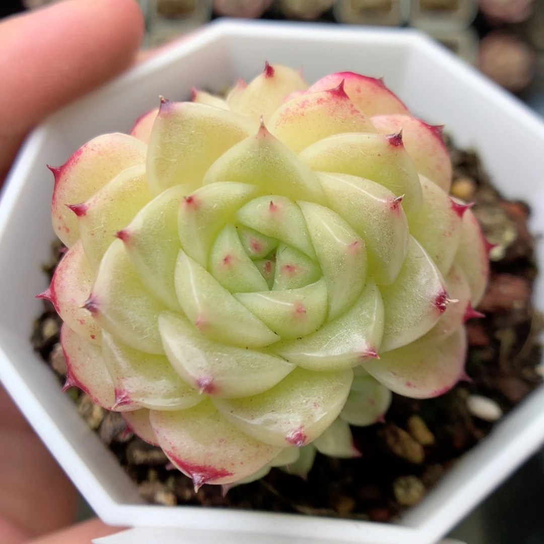 X186 ，20包邮两天凑单偏远不发货