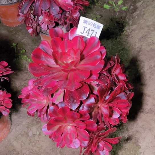 471美杜莎多肉植物