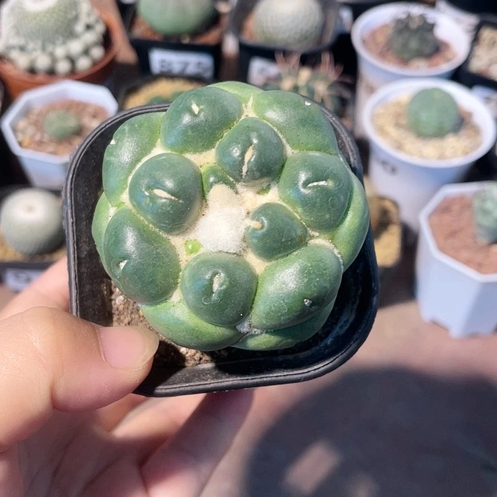 880无刺象牙蜘蛛眼