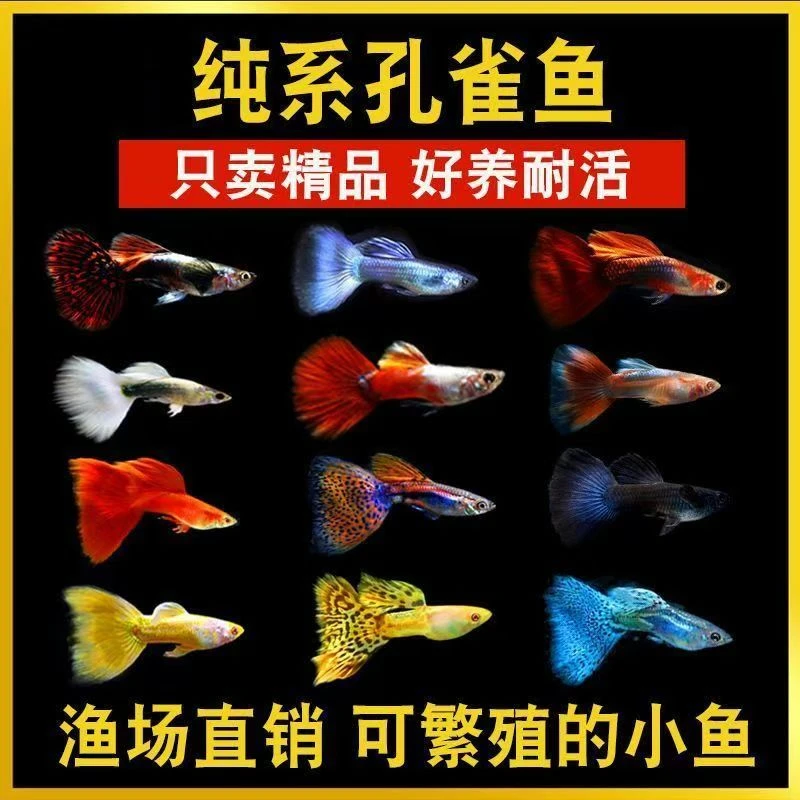 精选纯种孔雀鱼全家福