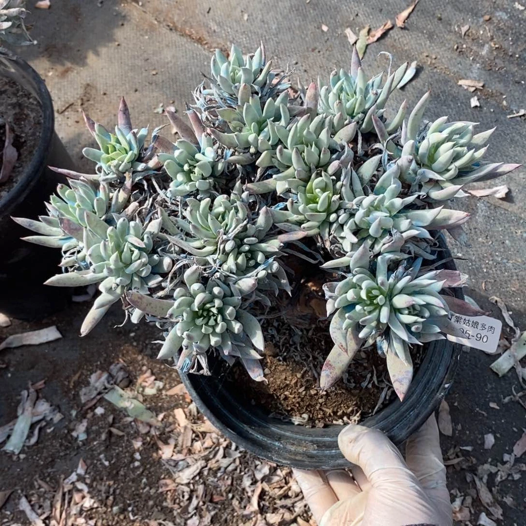 90号奴婢吉娜大群瑕疵