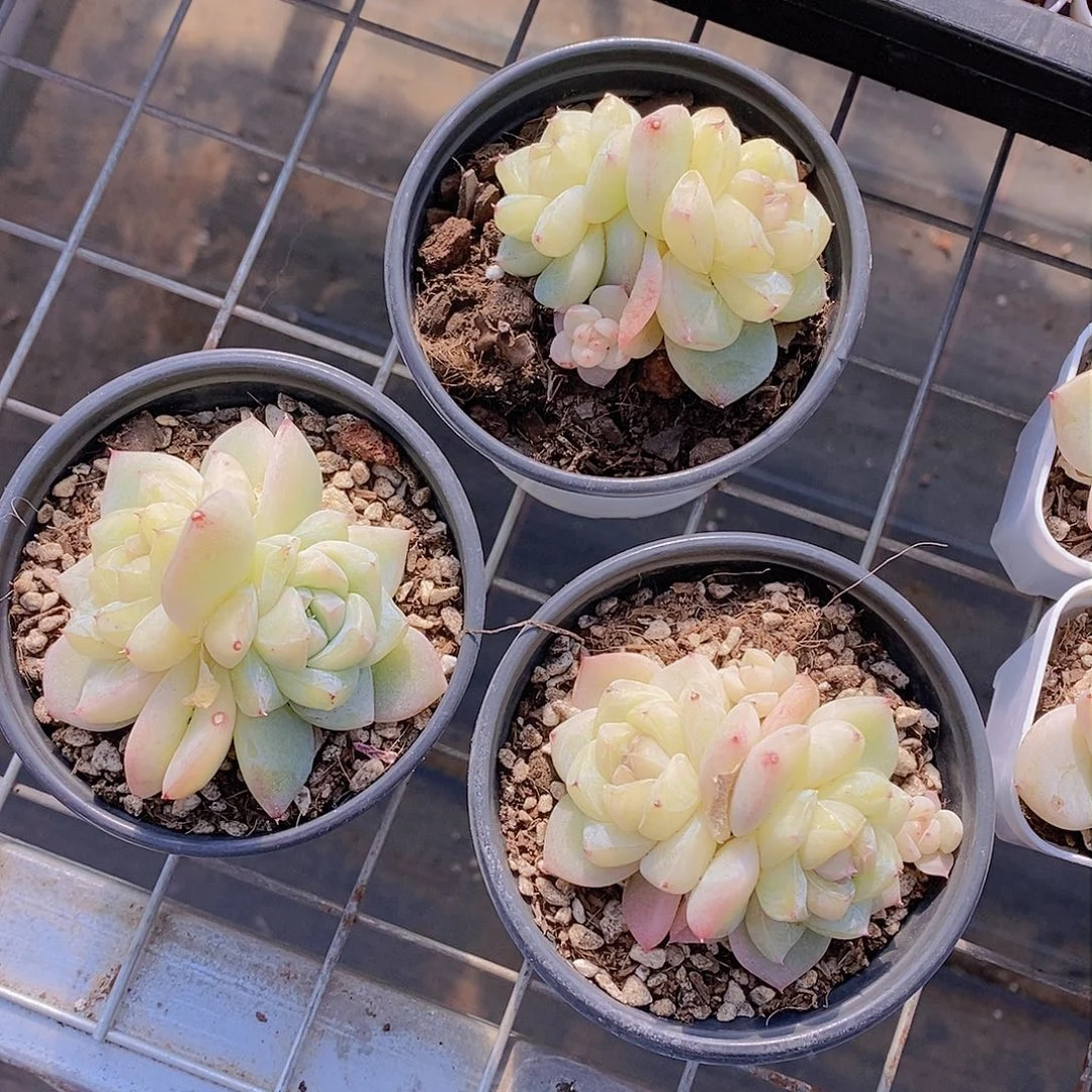 0129-白泽母本双头福利一颗 量拍