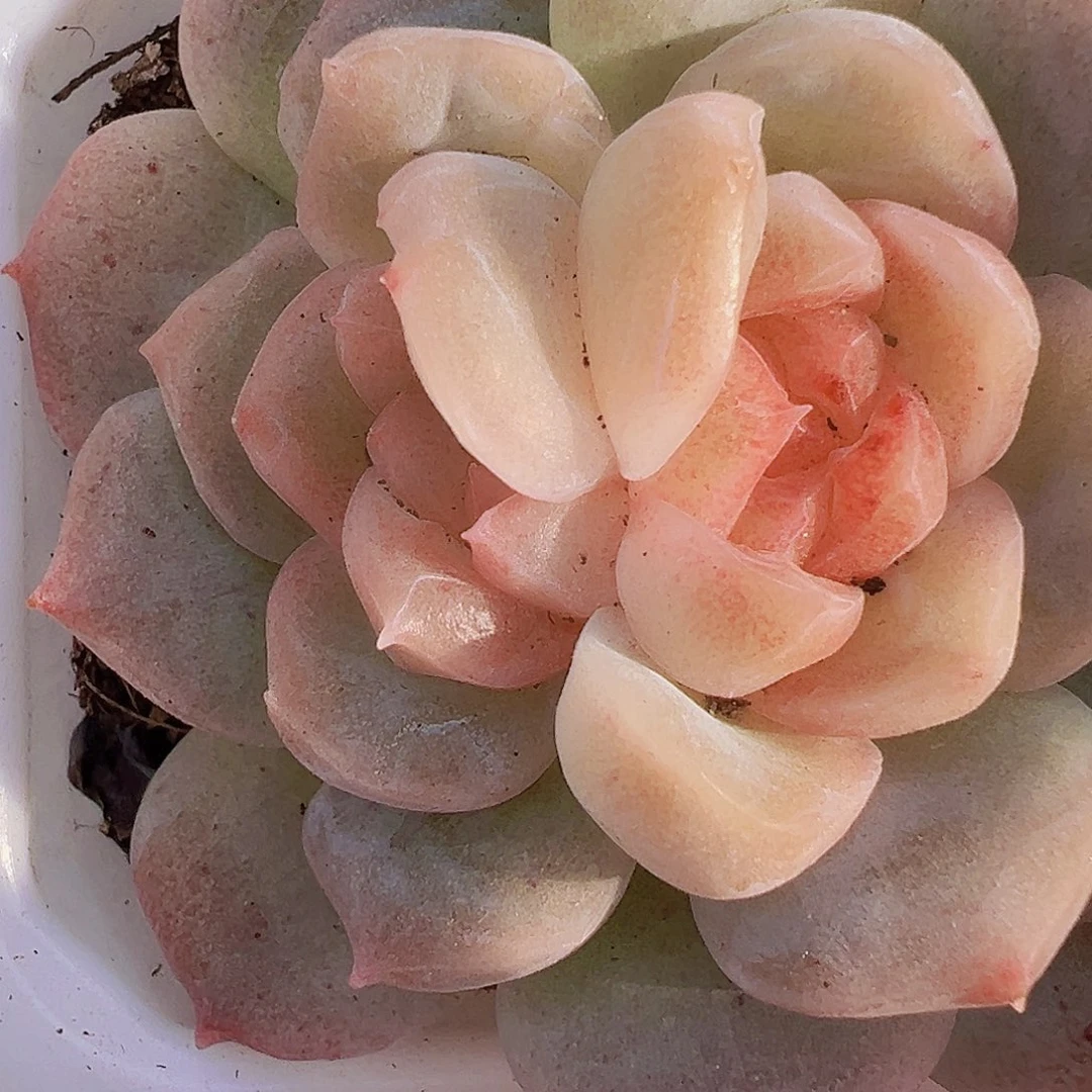 双眼皮泡影19包邮多肉植物