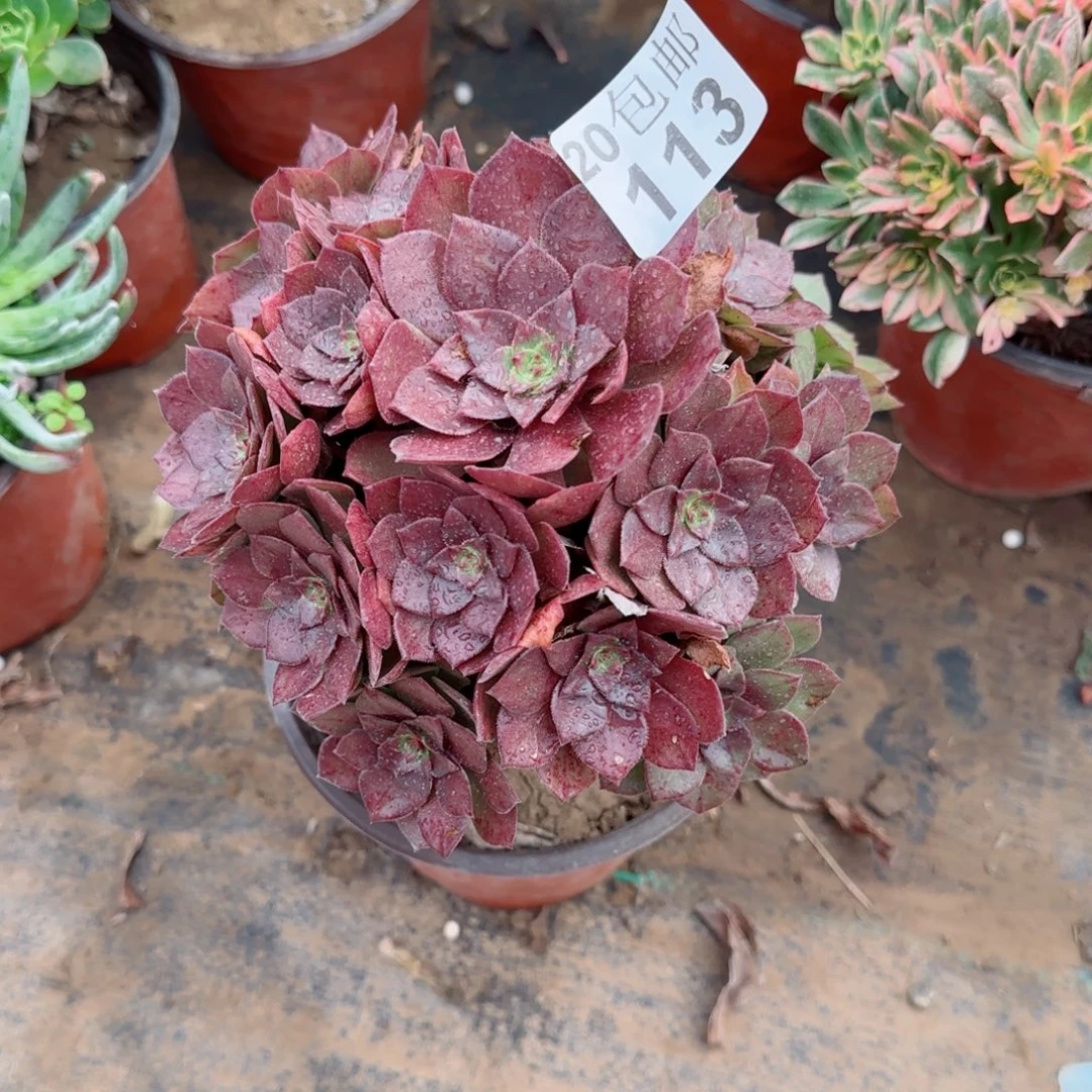 桃花石113满20包邮断枝不包