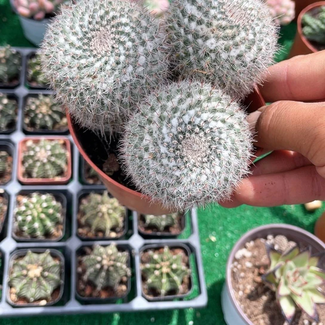 玉翁大群生带盆发货