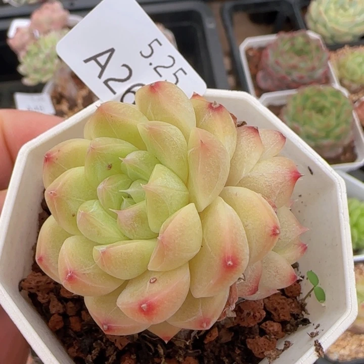 奶油玫瑰双头一颗