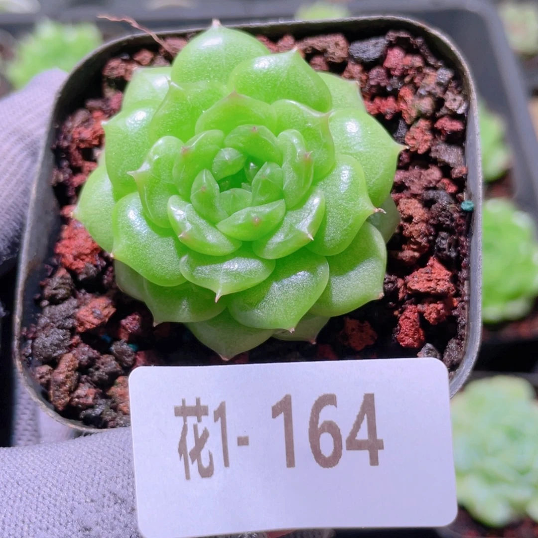 花利美  1-164新品珍妮
