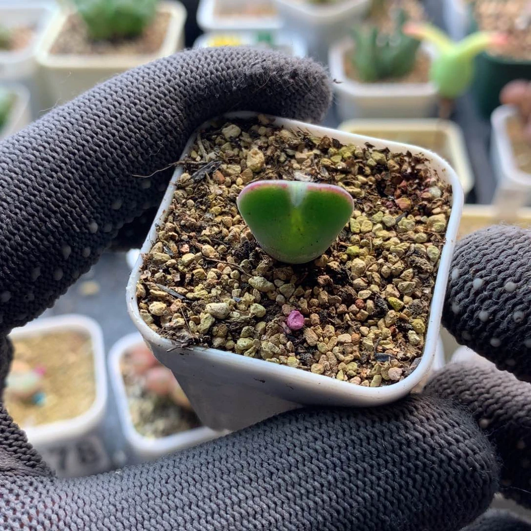 159毛少将杂交空蝉