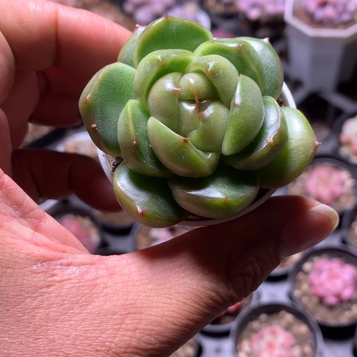 绿胖子珍妮一物一拍