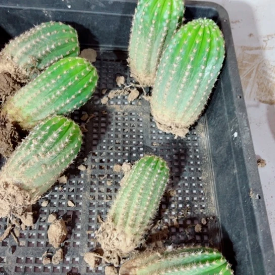 下43毛无名根歪7公分左右脱土发货20包邮