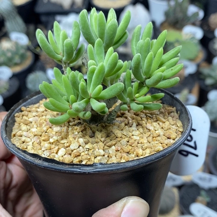 实生诱惑奇峰锦1076号6cm