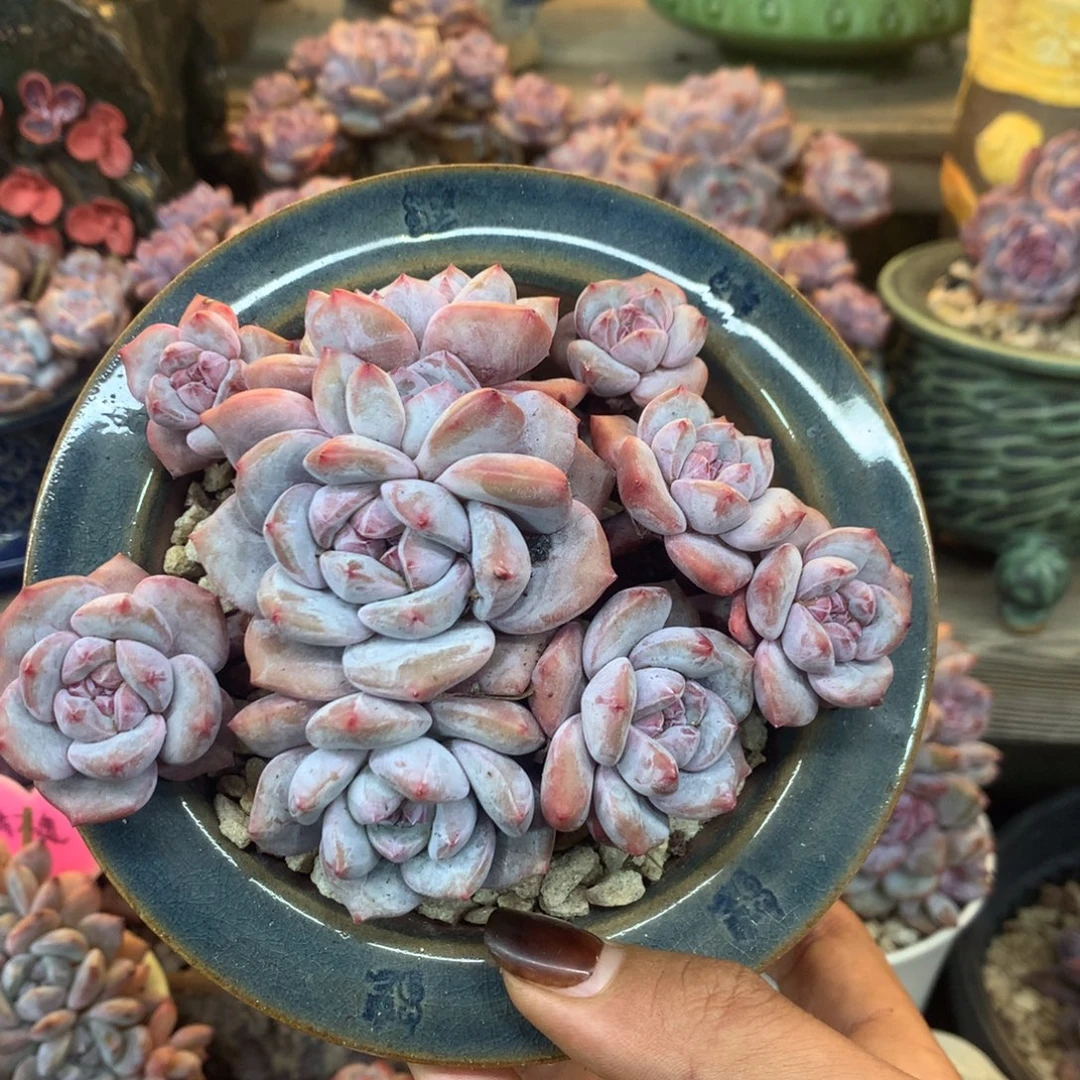 石榴籽无砍花花花