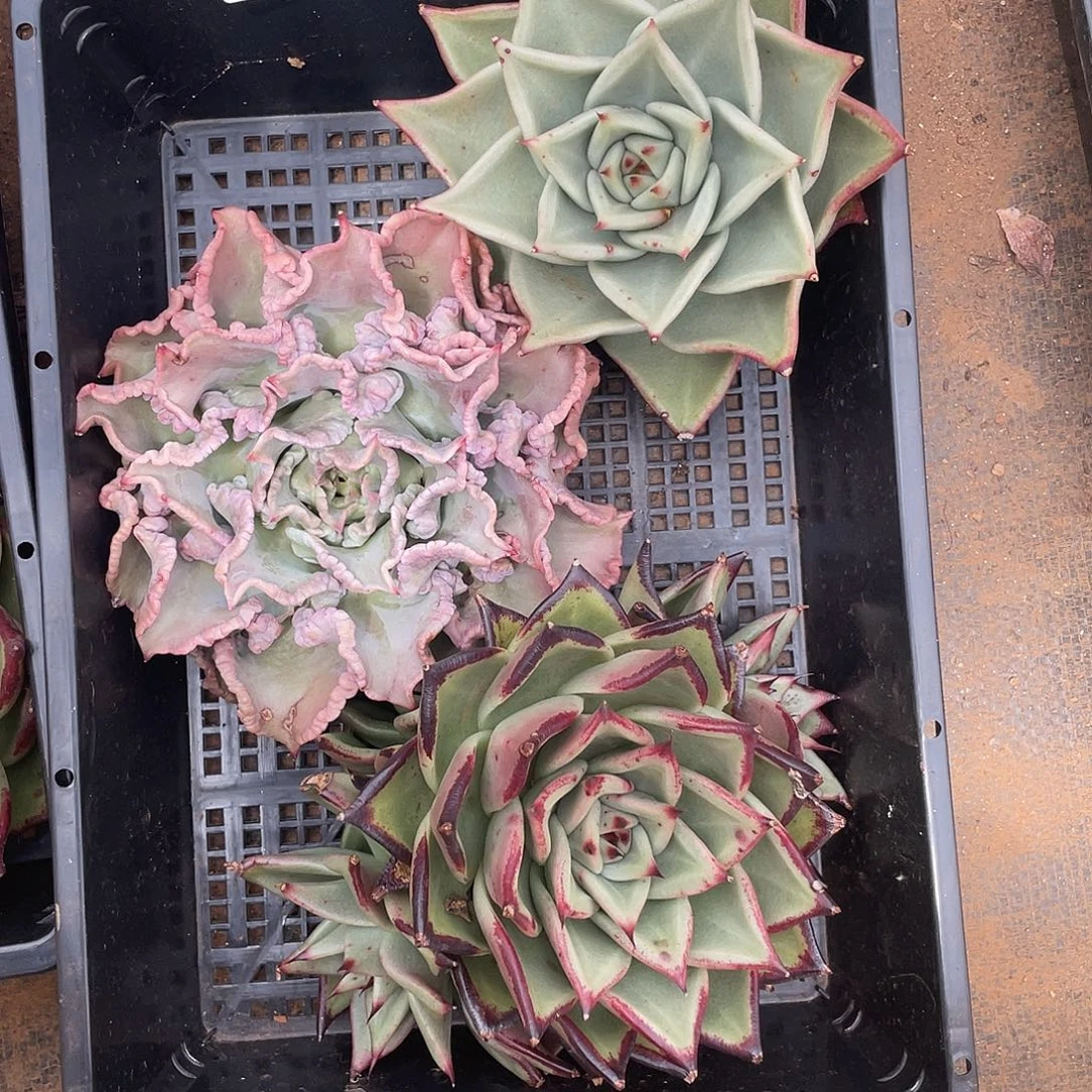 秀***香若如东云筐拍C087