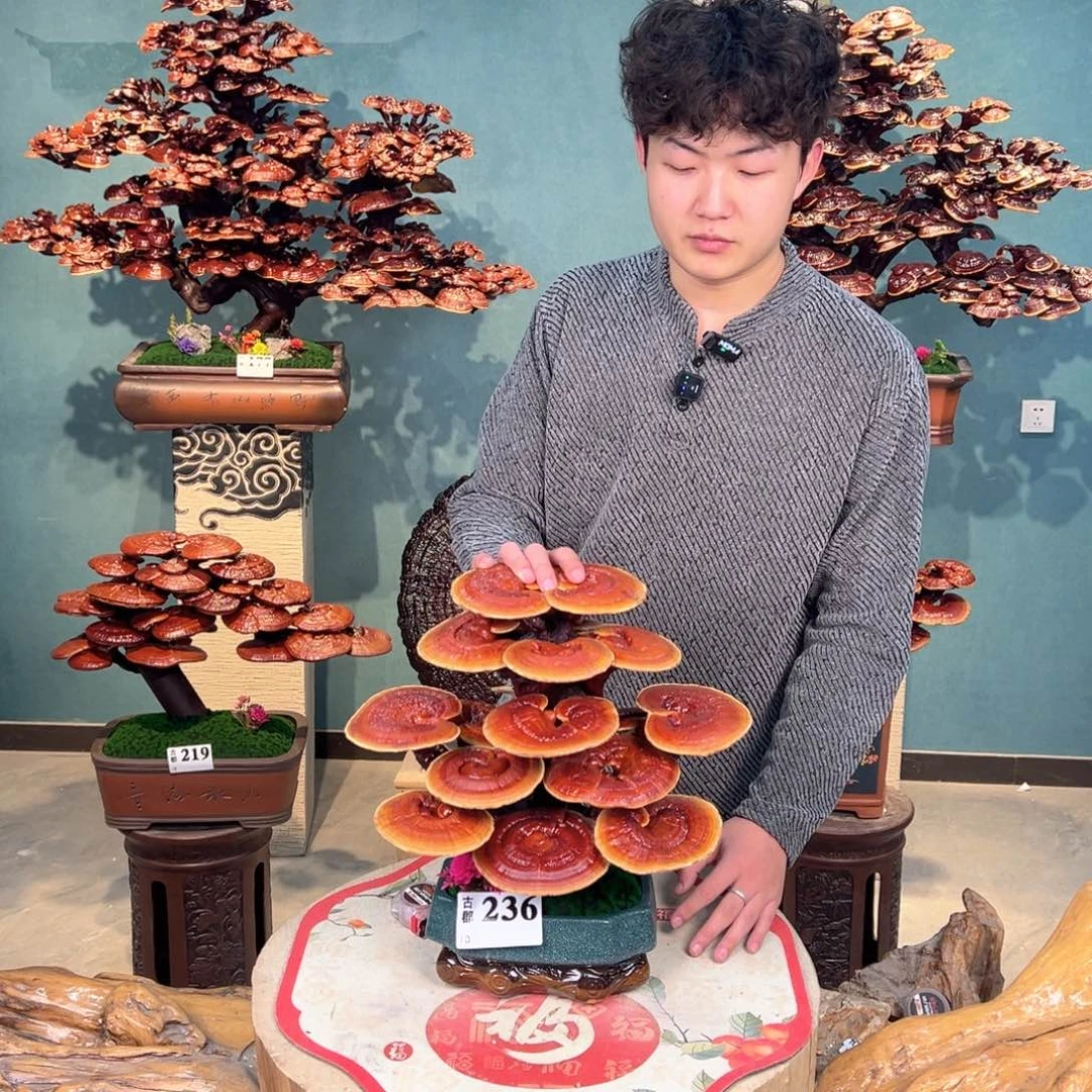 无花朵86888888888