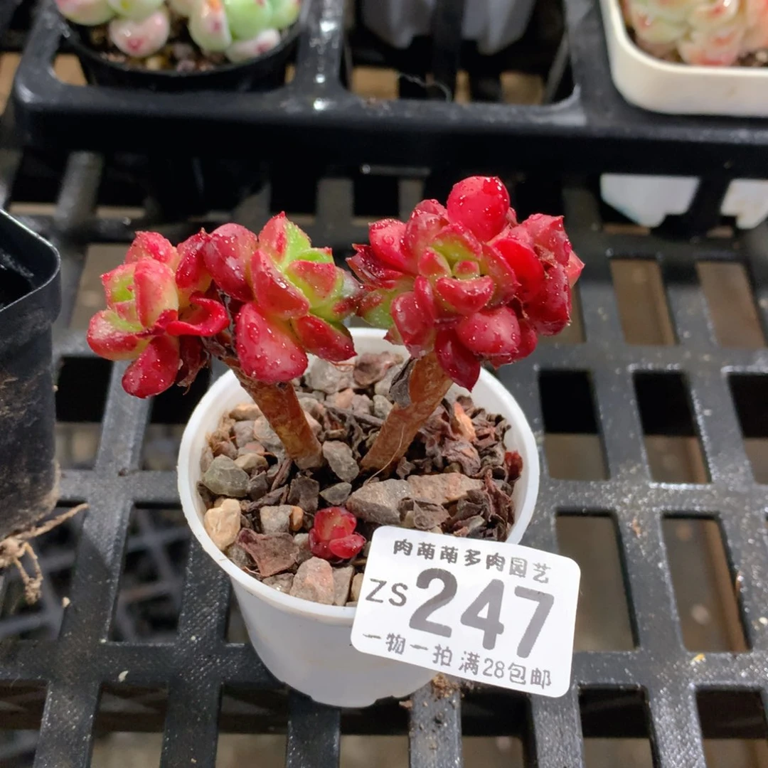 肉萌萌拇指盆精控多肉ZS247