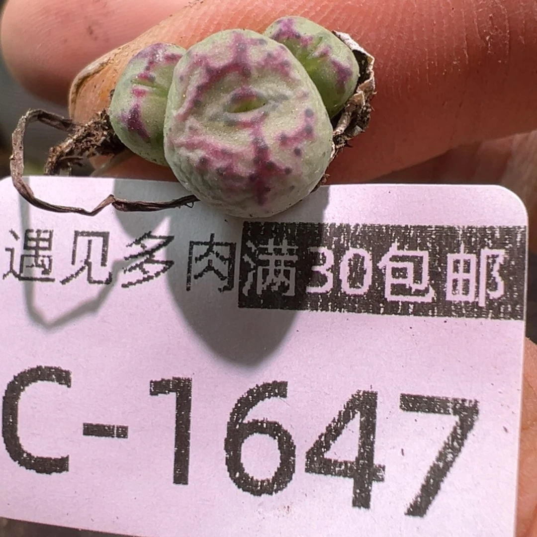 多肉植物1111111111111