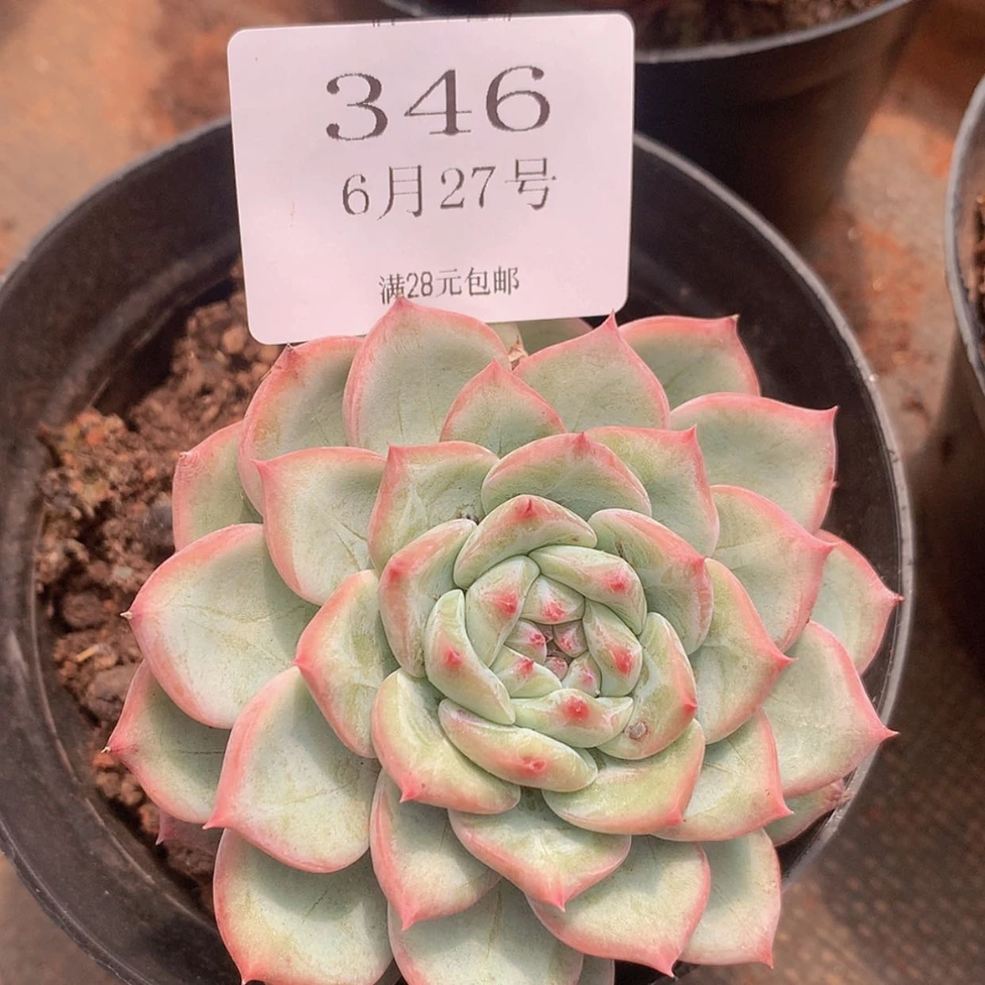 【闪购商品】云346号