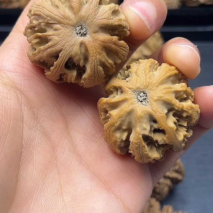 木质类秦岭突突突突突突