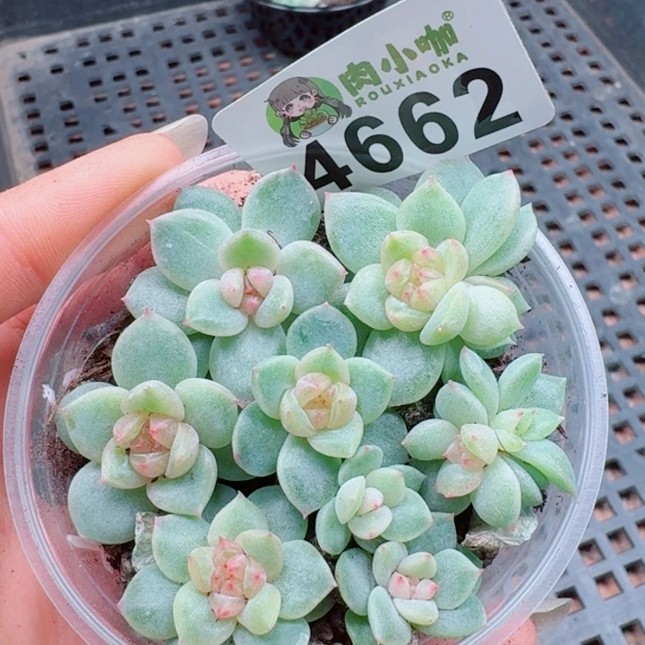 多肉植物多肉植物