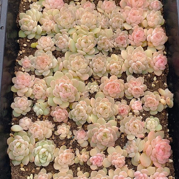 11 多肉植物盆栽花卉植物